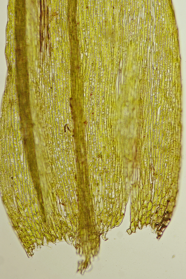 Brachythecium salebrosum (door Jan Kersten)