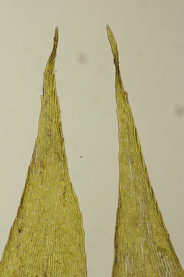Brachythecium salebrosum (door Jan Kersten)