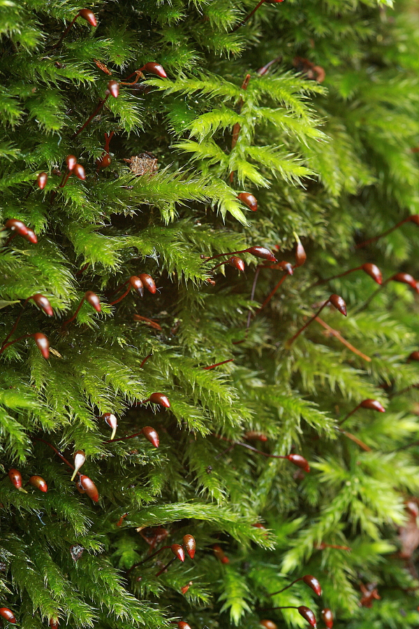 Brachythecium salebrosum (door Jan Kersten)