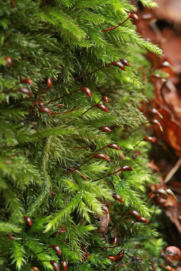 Brachythecium salebrosum (door Jan Kersten)