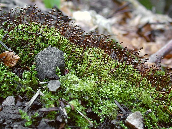 Brachythecium velutinum (door Michael Lueth (www.milueth.de))