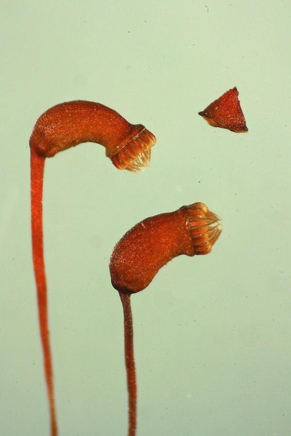 Brachythecium velutinum (door Jan Kersten)