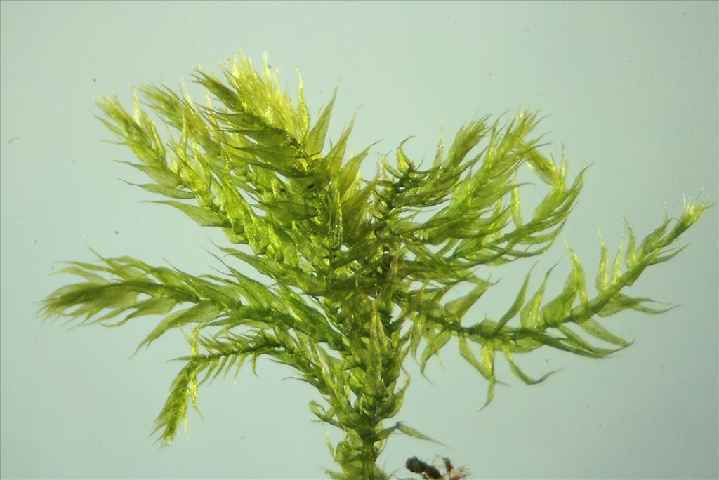 Brachythecium velutinum (door Jan Kersten)