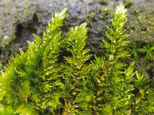 Hypnum cupressiforme (door Laurens Sparrius)