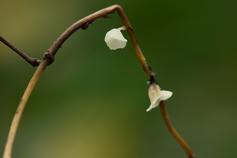 Calyptella capula (door Hans Adema)