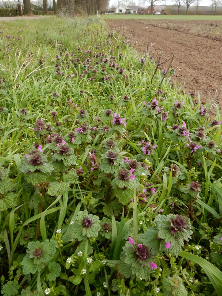 Lamium confertum (door Ed Stikvoort | Saxifraga.nl)