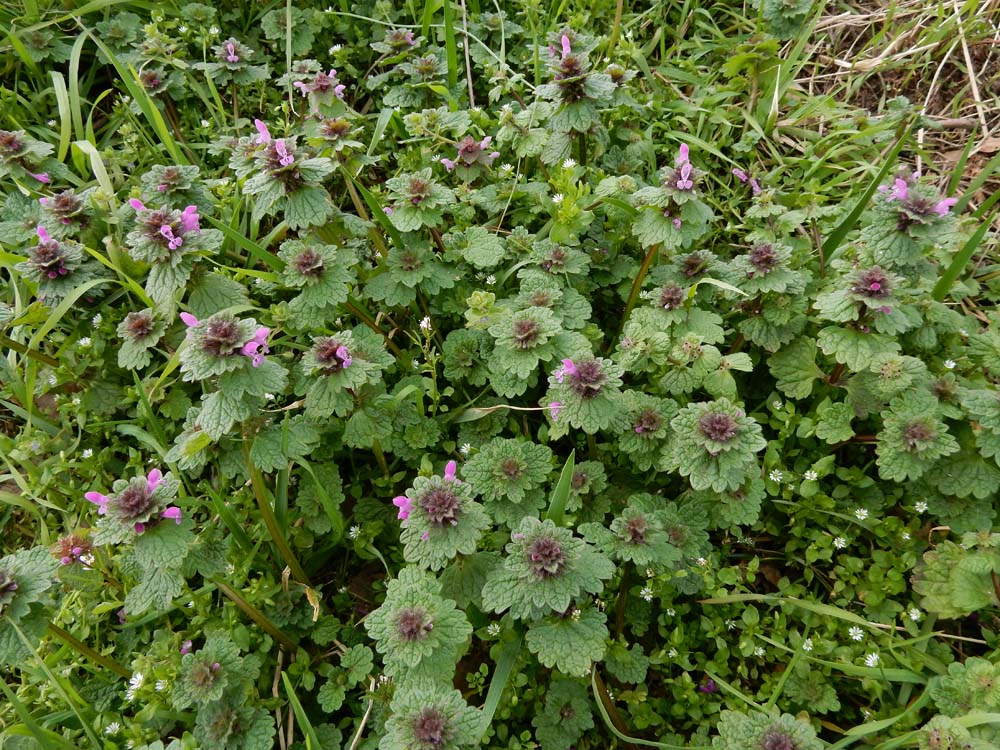 Lamium confertum (door Ed Stikvoort | Saxifraga.nl)