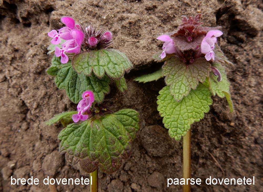 Lamium confertum (door Ed Stikvoort | Saxifraga.nl)