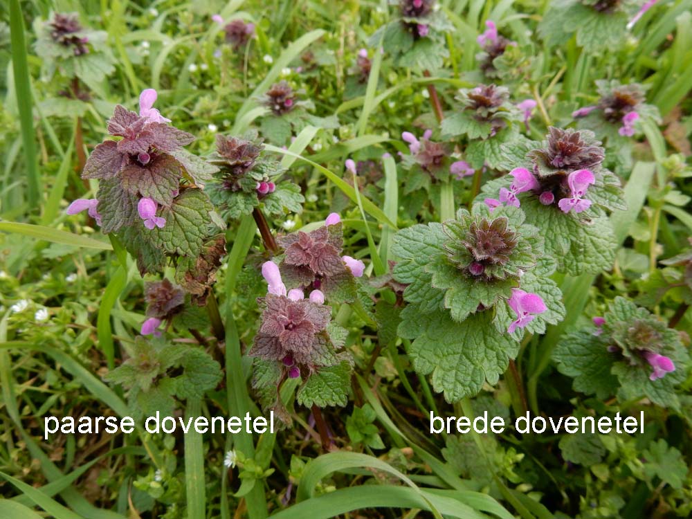 Lamium confertum (door Ed Stikvoort | Saxifraga.nl)