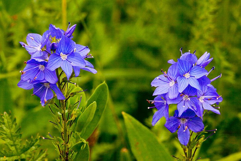 Veronica austriaca subsp. teucrium (door John Breugelmans)