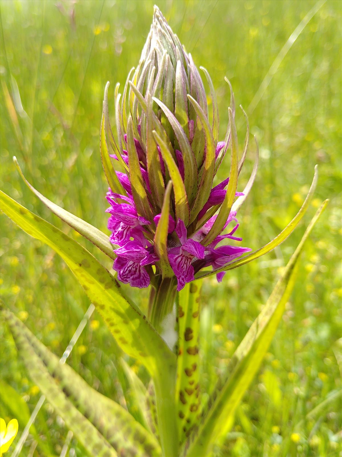 Dactylorhiza majalis (door Dick Kerkhof)