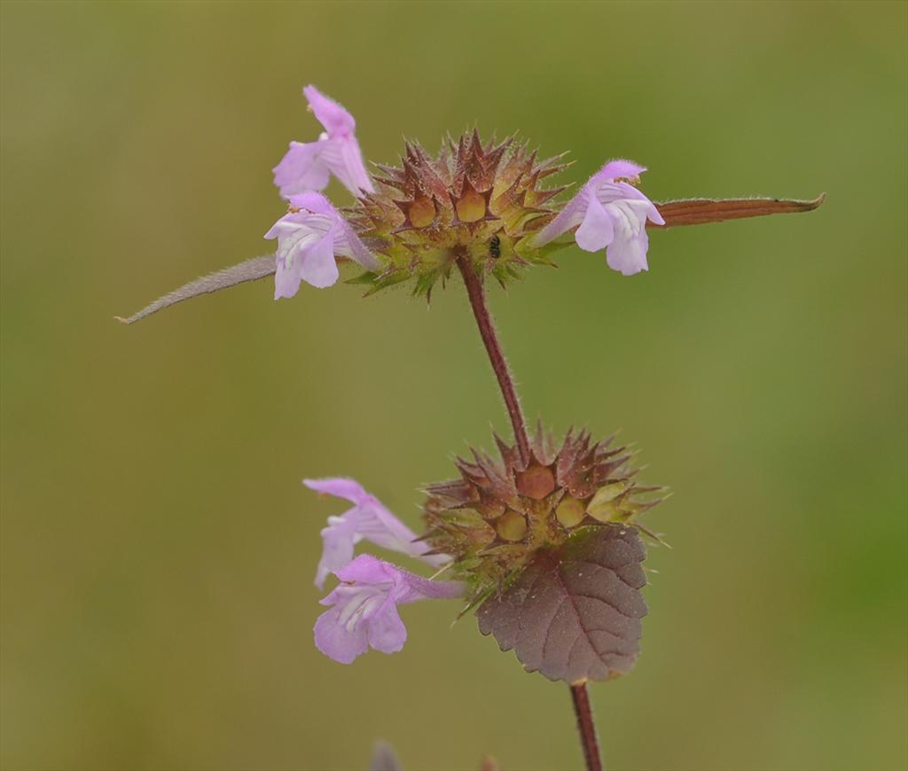 Galeopsis ladanum (door Theo Muusse)