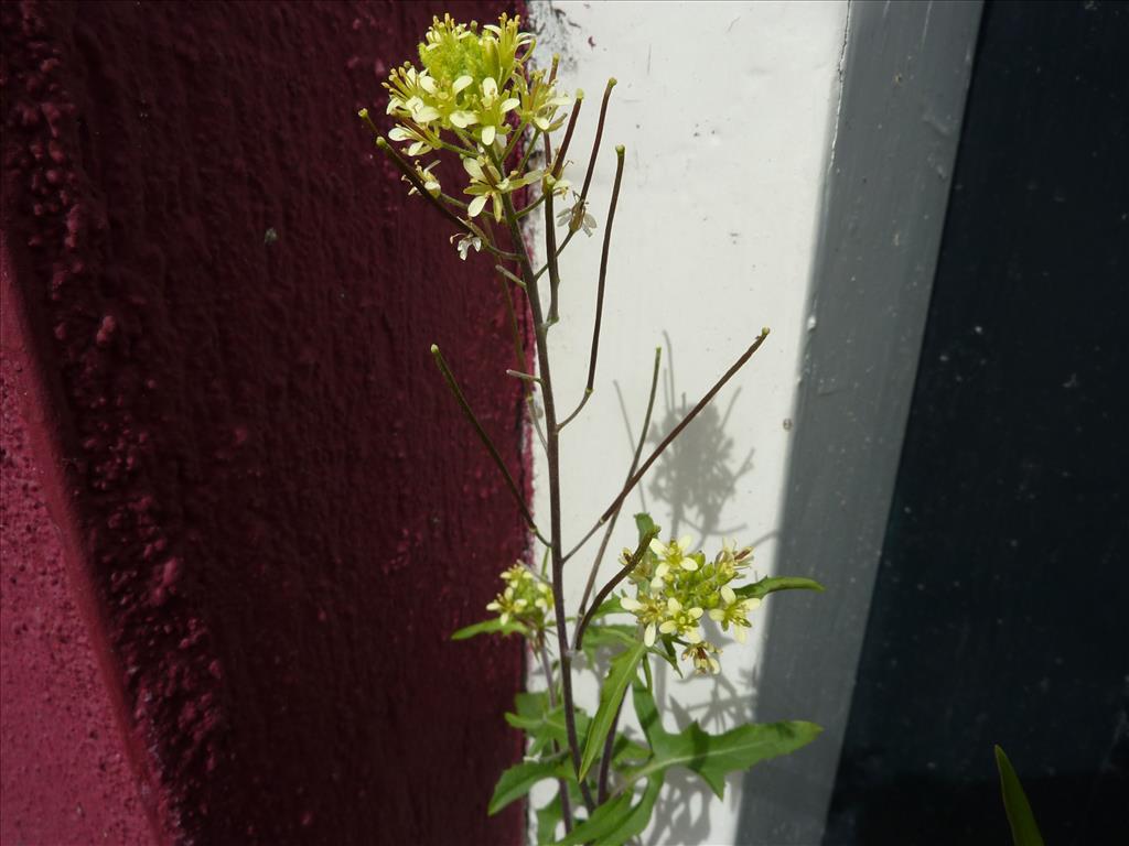 Sisymbrium irio (door Koen van Zoest)