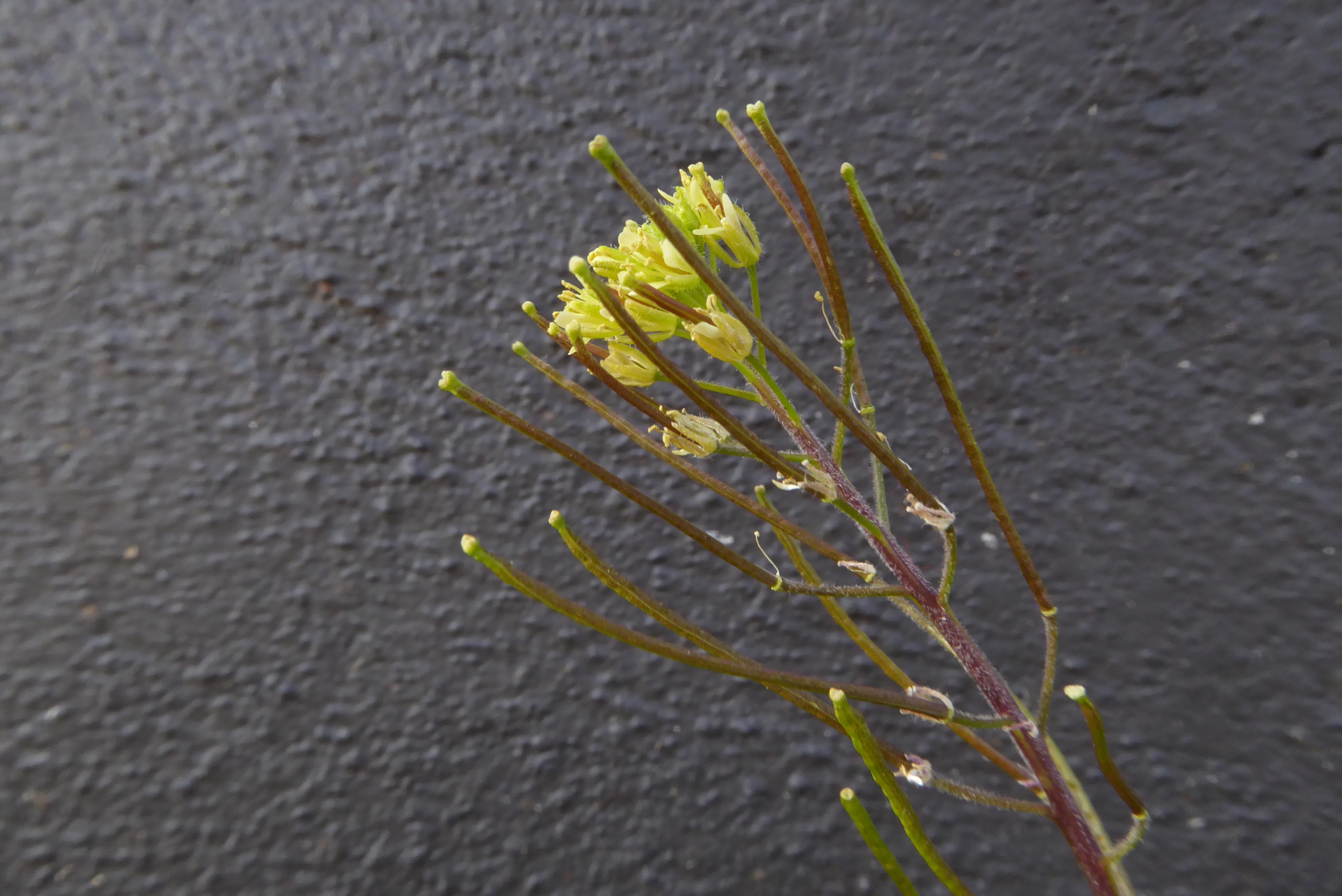 Sisymbrium irio (door Koen van Zoest)