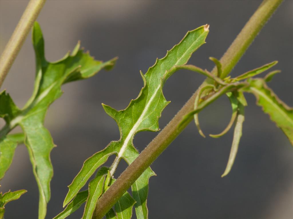 Sisymbrium irio (door Peter Hegi)