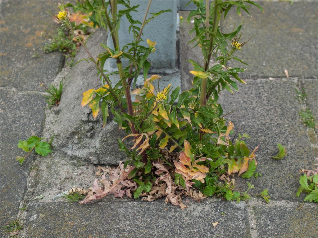 Sisymbrium irio (door Peter Hegi)