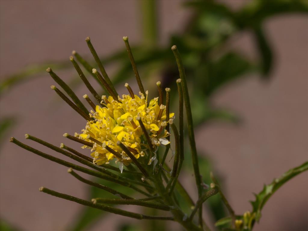 Sisymbrium irio (door Peter Hegi)