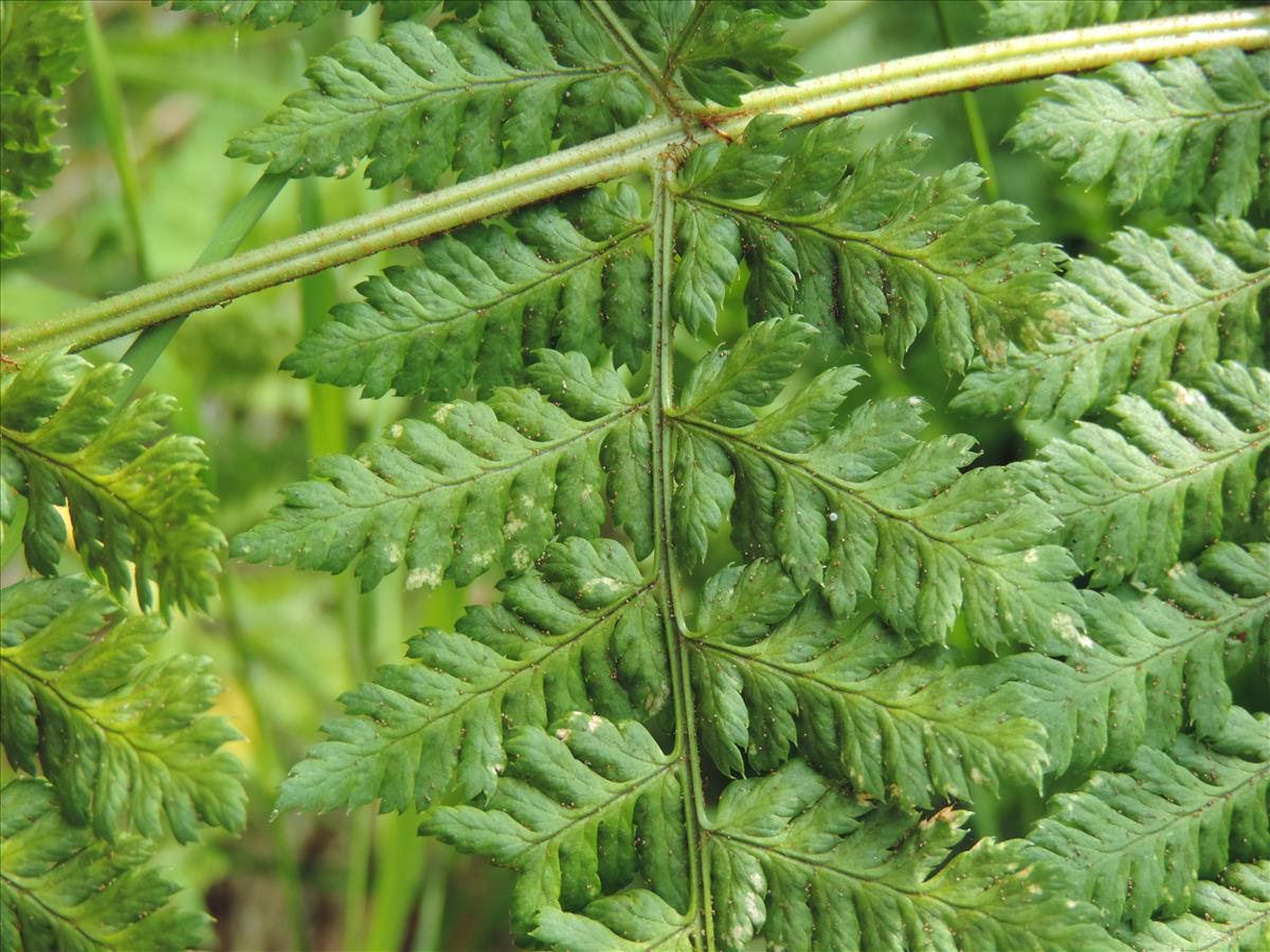 Dryopteris dilatata (door Wim van der Neut)