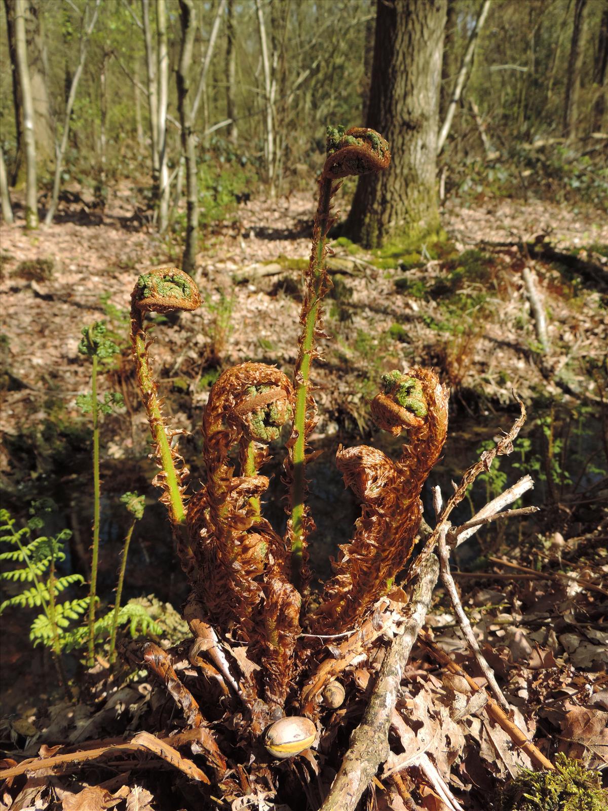 Dryopteris dilatata (door Wim van der Neut)