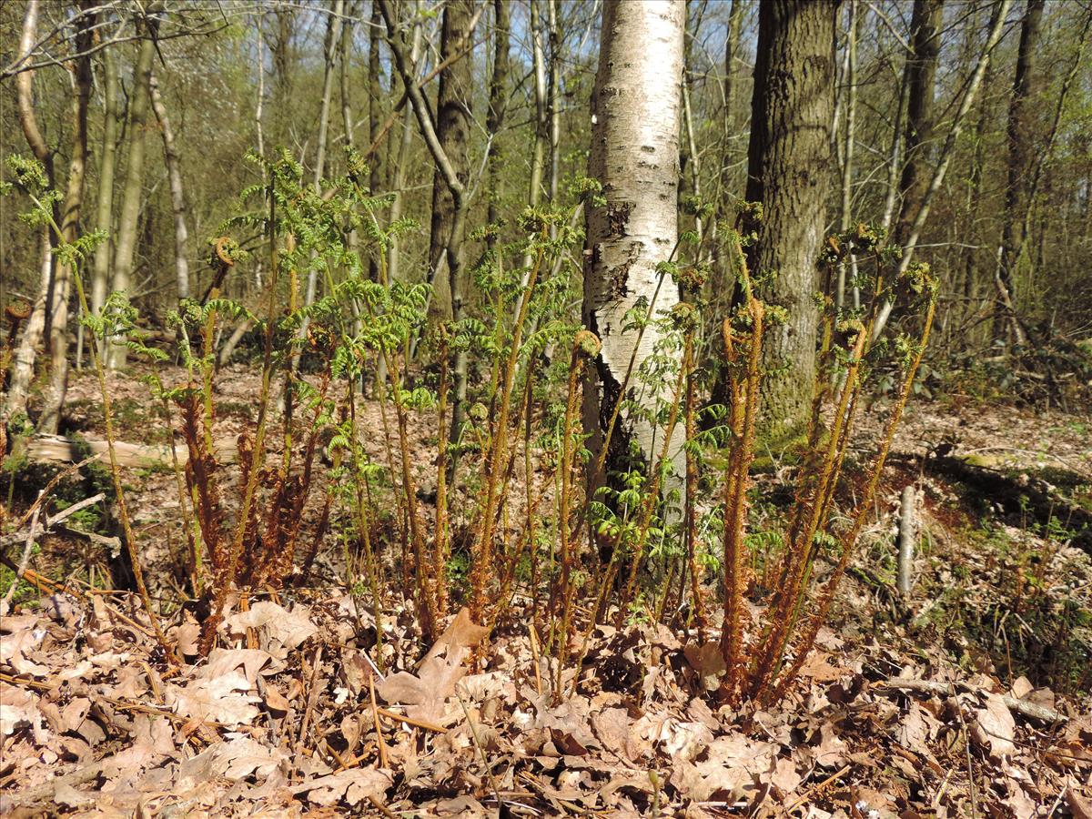 Dryopteris dilatata (door Wim van der Neut)