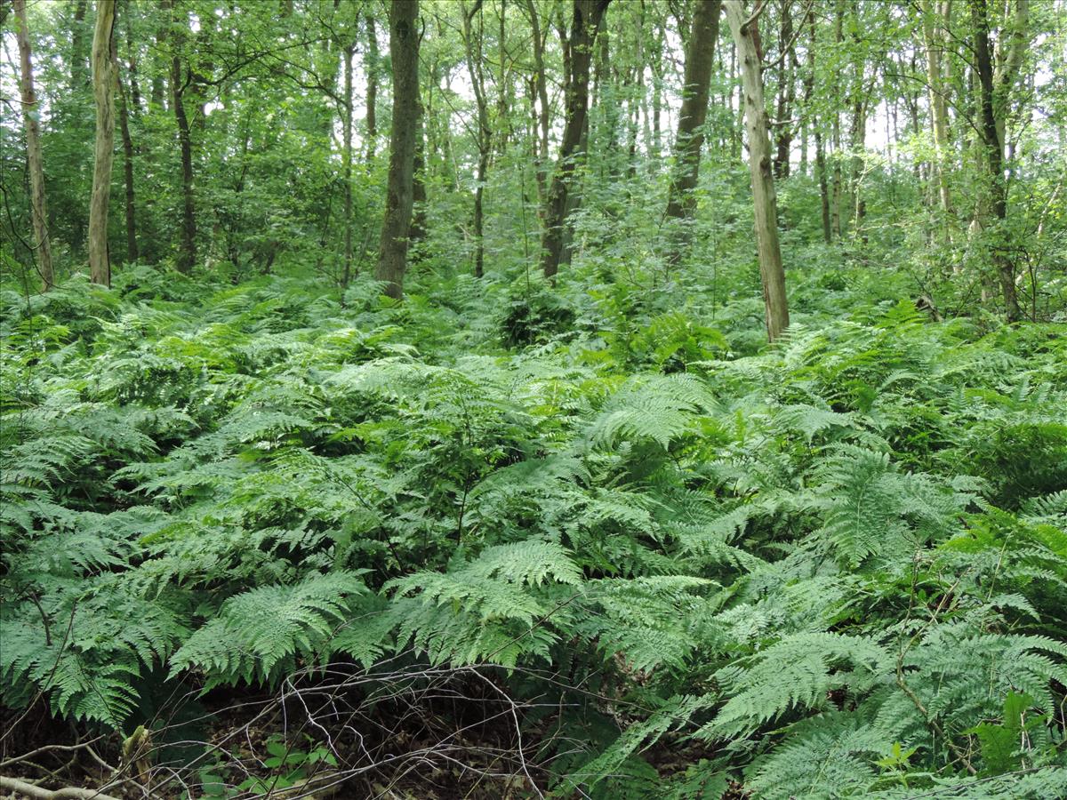 Dryopteris dilatata (door Wim van der Neut)