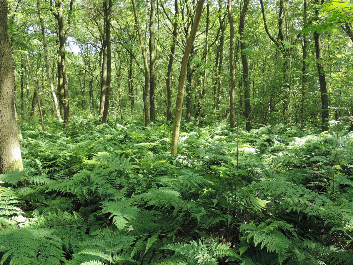 Dryopteris dilatata (door Wim van der Neut)