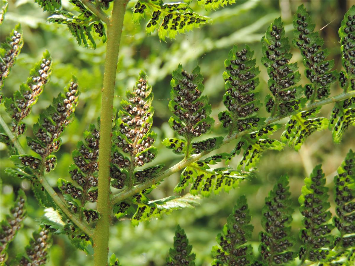 Dryopteris dilatata (door Wim van der Neut)