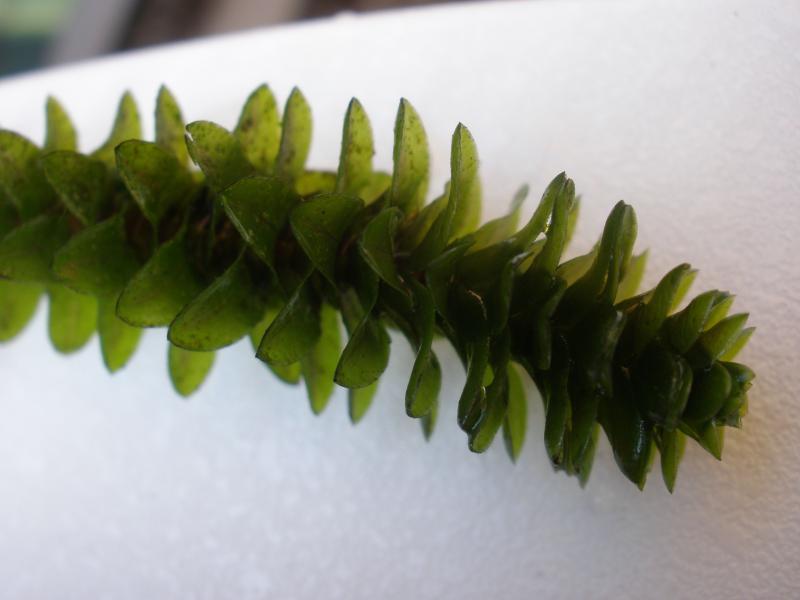 Elodea canadensis (door Maarten Langbroek)