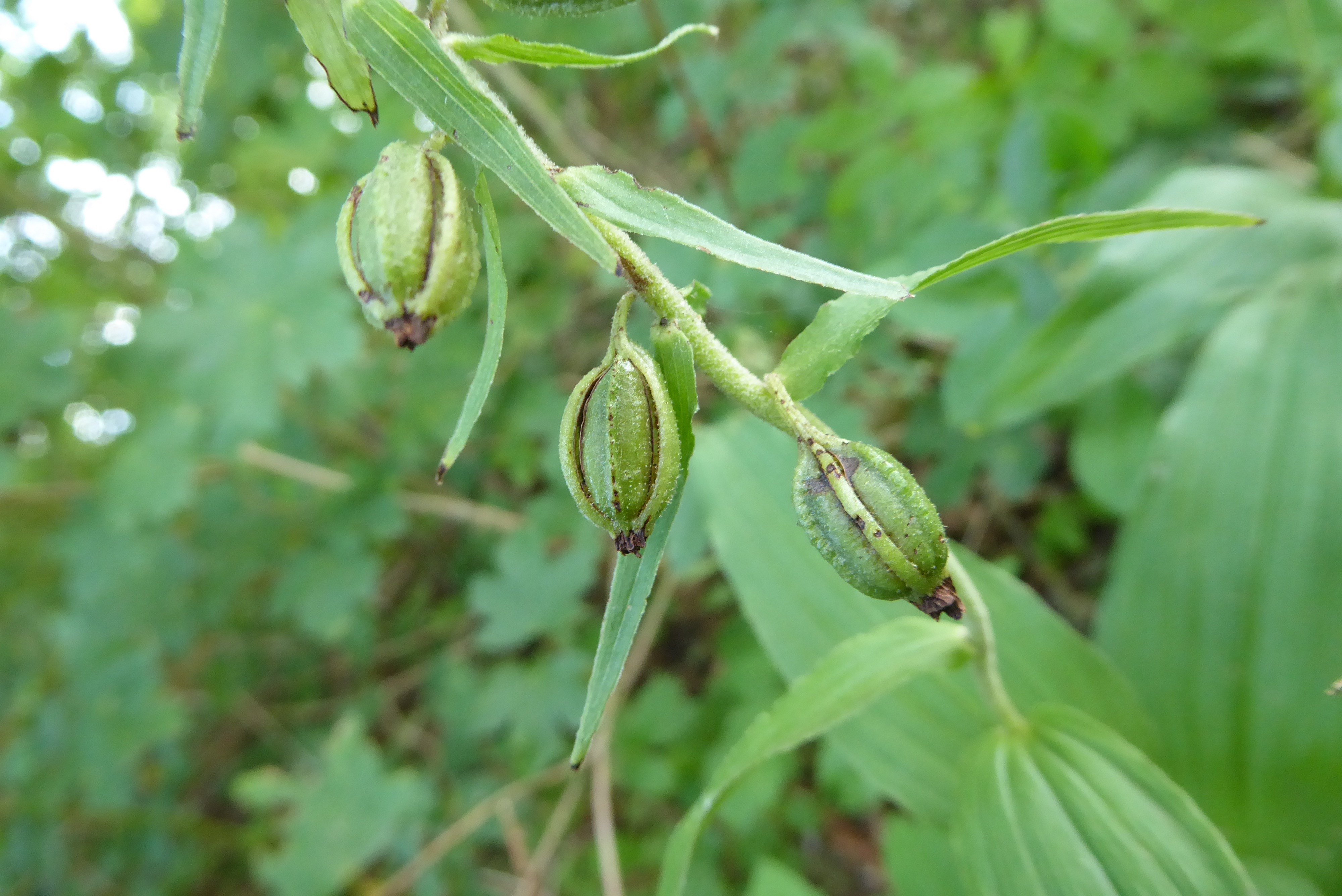 Epipactis helleborine subsp. helleborine (door Koen van Zoest)