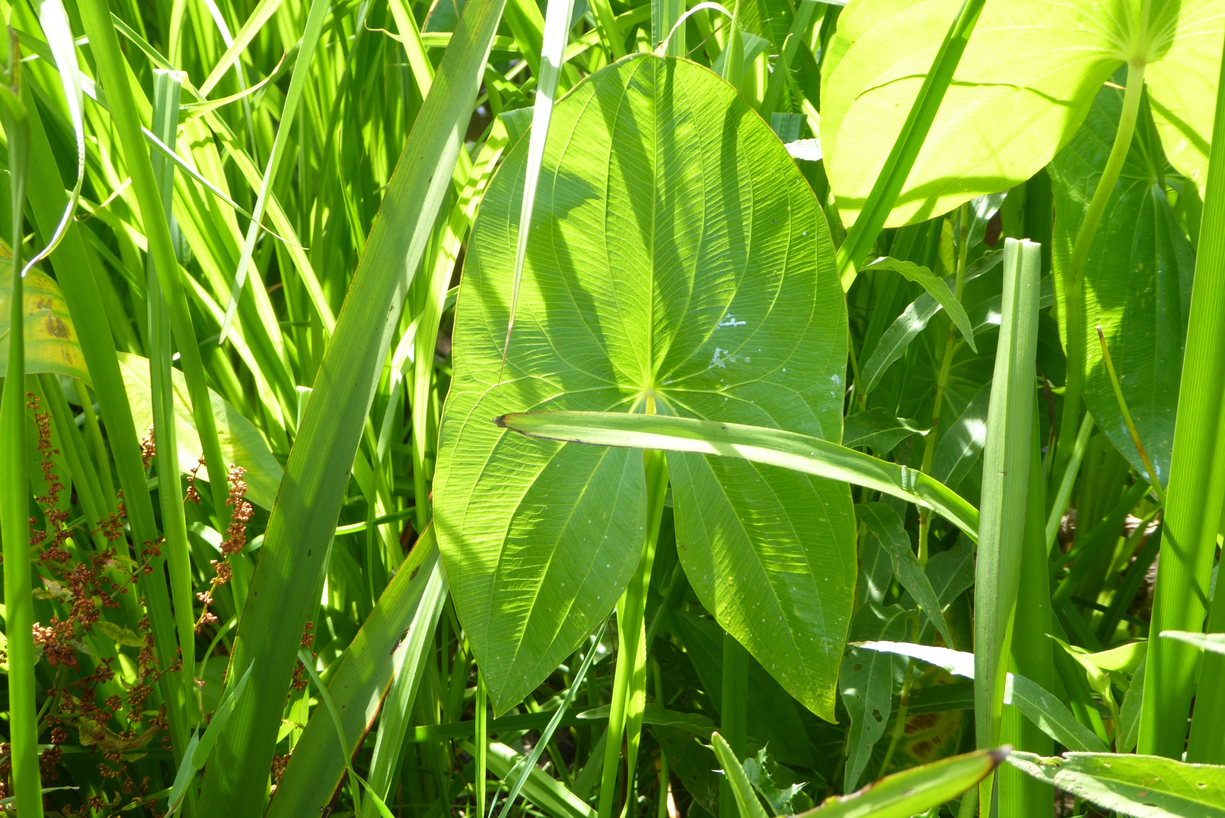 Sagittaria latifolia (door Koen van Zoest)