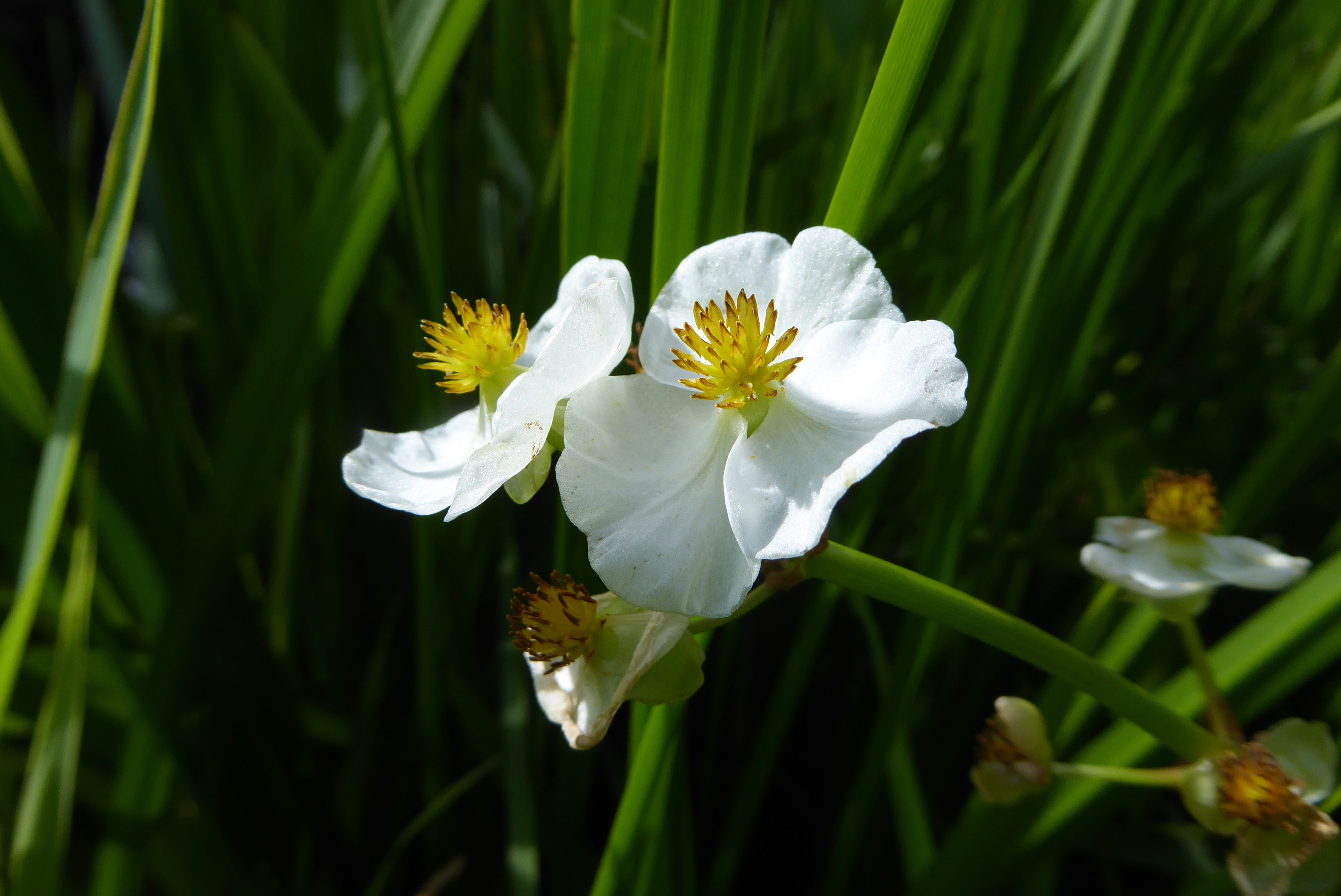 Sagittaria latifolia (door Koen van Zoest)