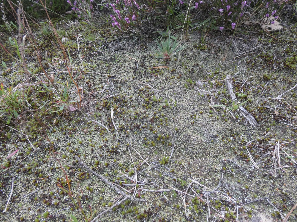 Cladonia callosa (door Roel Riemersma)