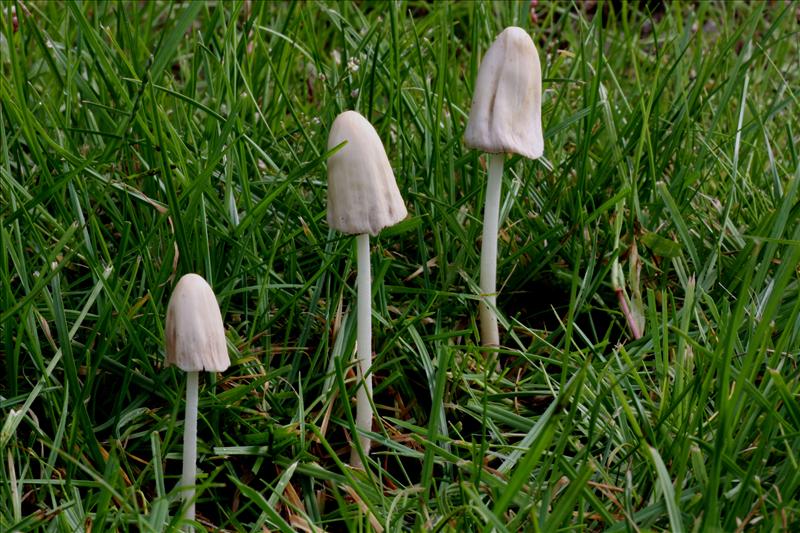 Conocybe albipes (door Fons. Kolkman)