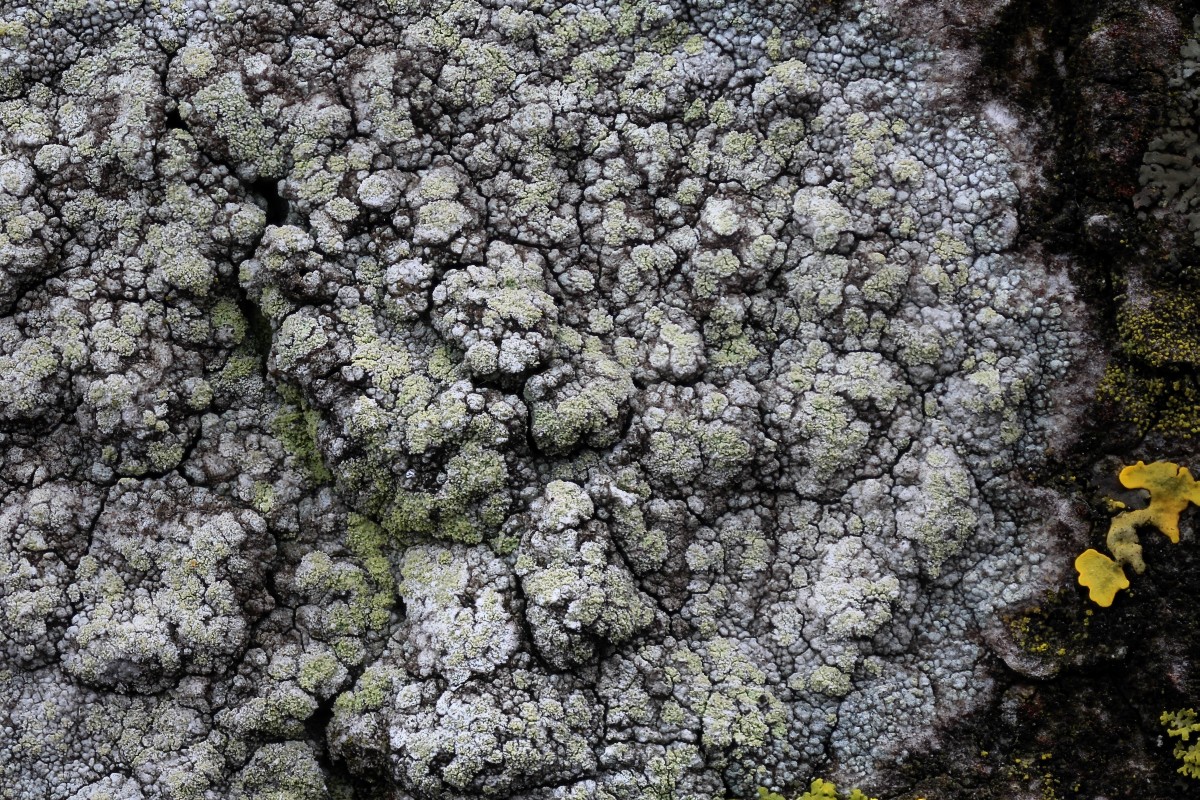 Lecanora barkmaniana (door Arjan de Groot)