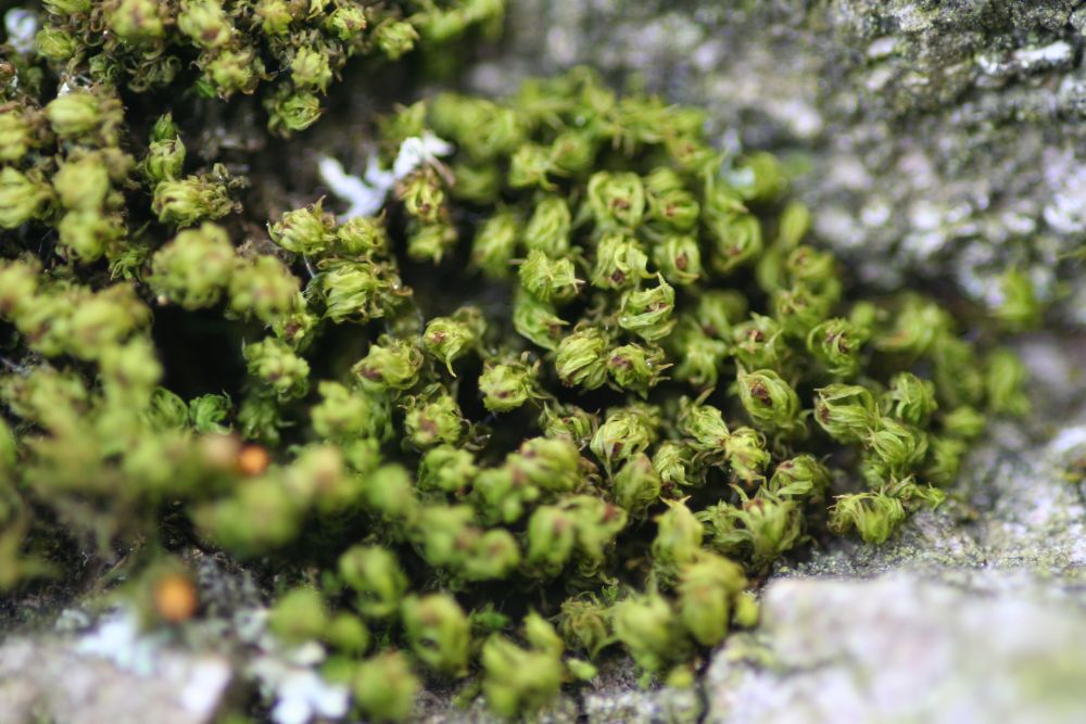 Ulota phyllantha (door Niko Buiten)