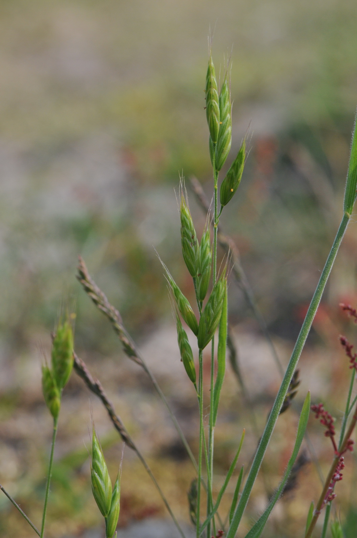 Bromus hordeaceus (door Hans Toetenel)