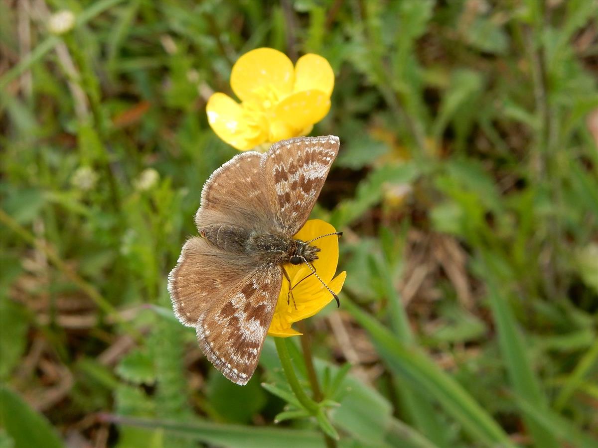 Erynnis tages (door Kars Veling)