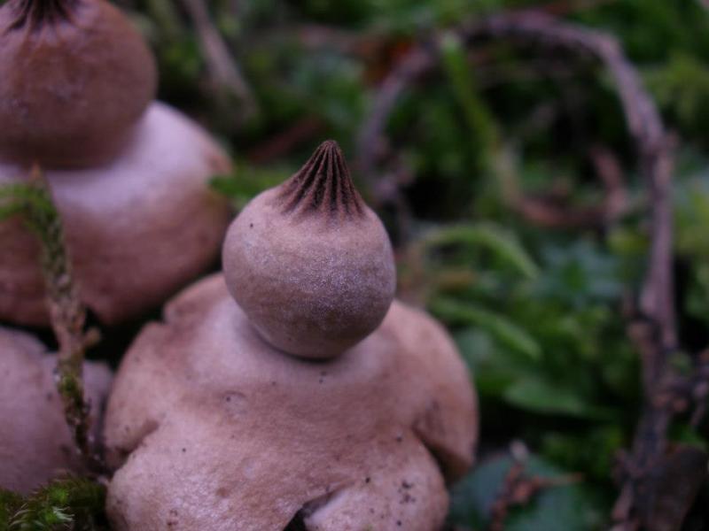 Geastrum elegans (door Maarten Langbroek)