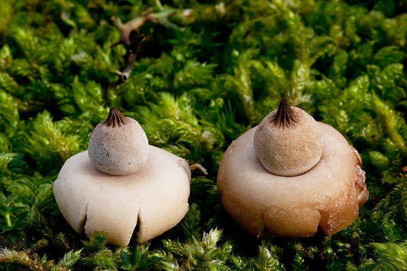 Geastrum elegans (door John Breugelmans)