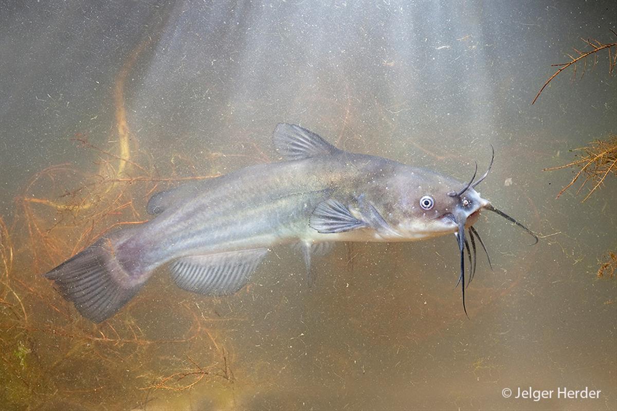 Ameiurus nebulosus (door Jelger Herder)