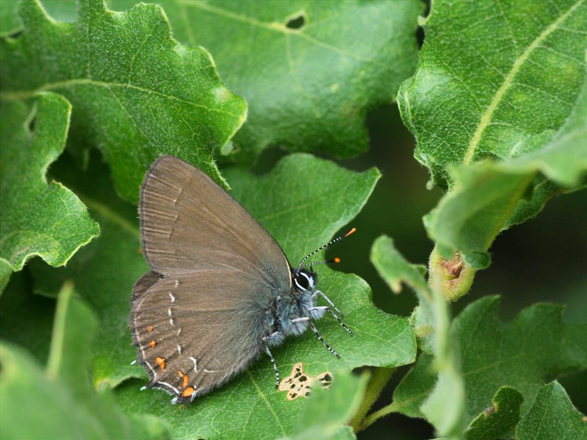 Satyrium ilicis (door Kars Veling)