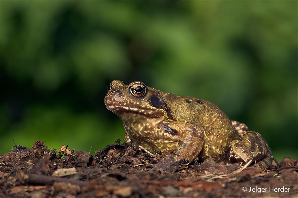 Rana temporaria (door Jelger Herder)