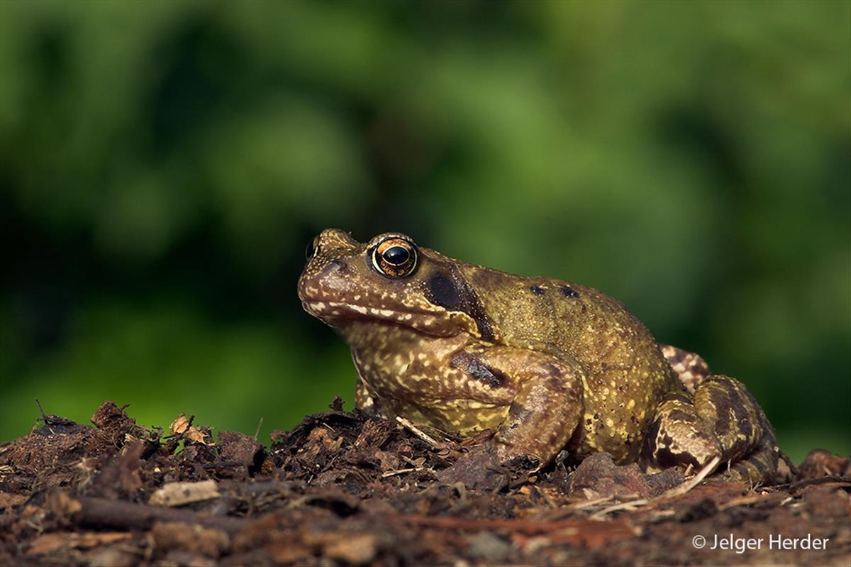 Rana temporaria (door Jelger Herder)