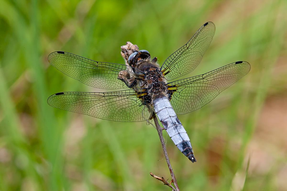 Libellula fulva (door John Breugelmans)