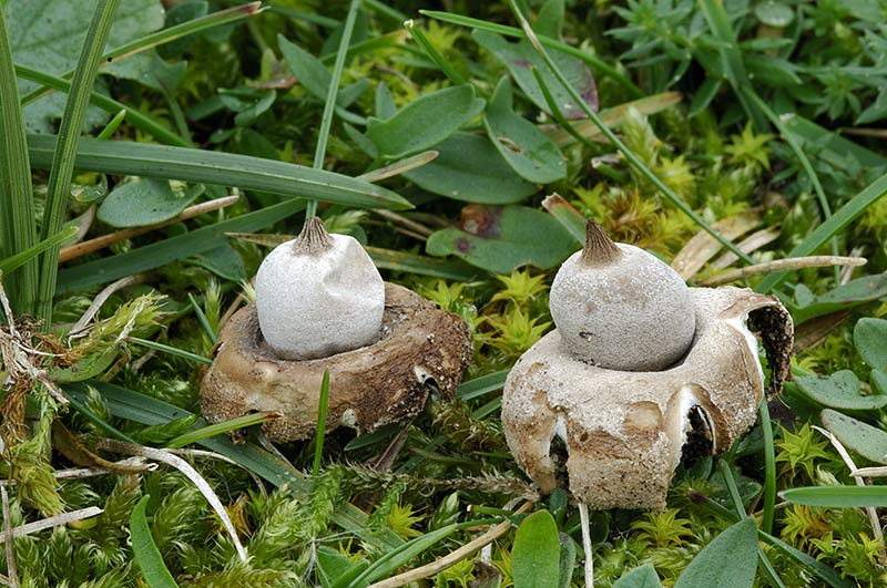 Geastrum elegans (door Kik van Boxtel)