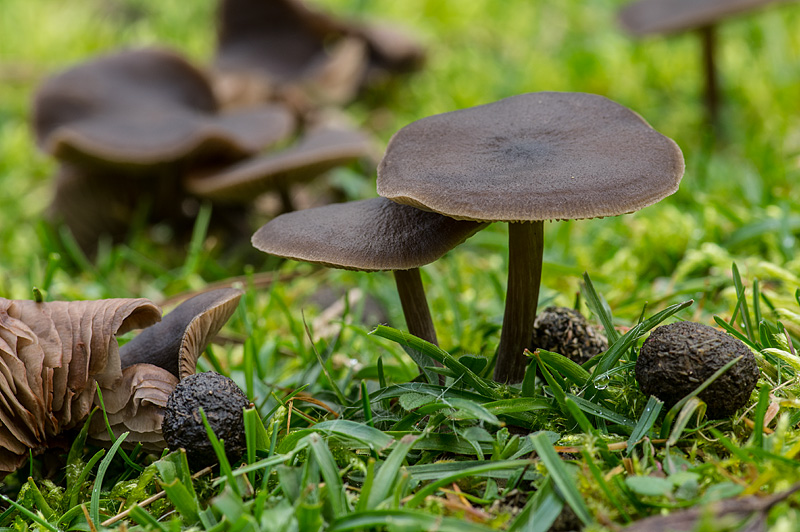 Entoloma sericeum (door Hans Adema)