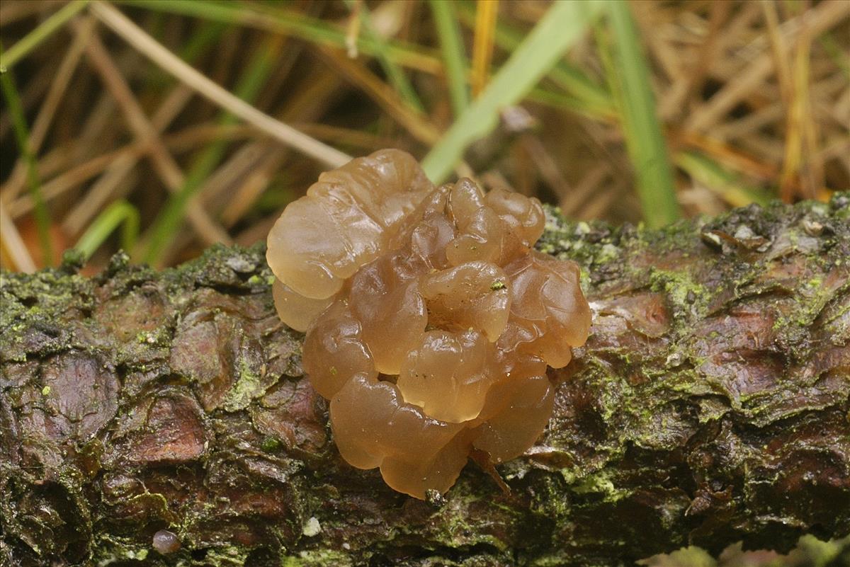 Exidia saccharina (door Henk Remijn)