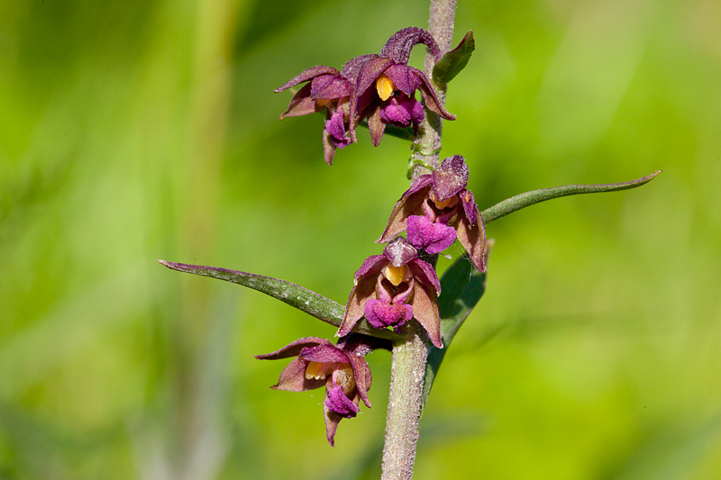 Epipactis atrorubens (door John Breugelmans)