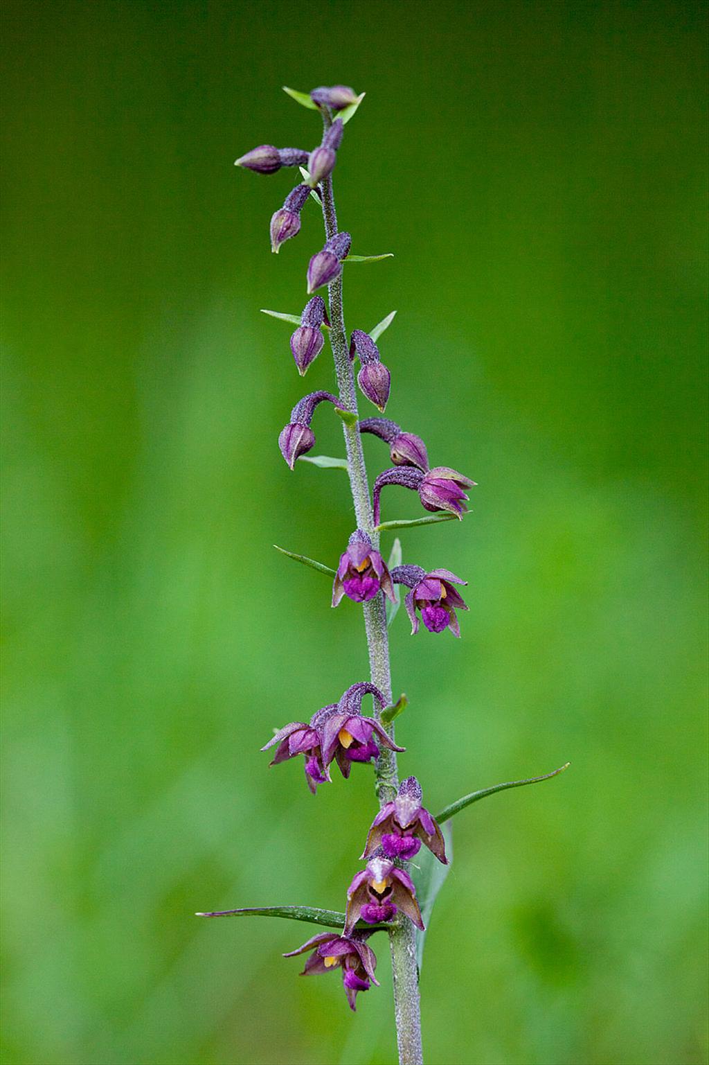 Epipactis atrorubens (door John Breugelmans)