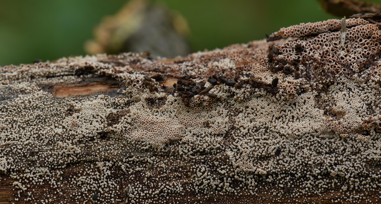 Phaeosolenia densa (door Laurens van der Linde)